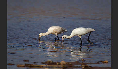 Löffler (Platalea leucorodia)