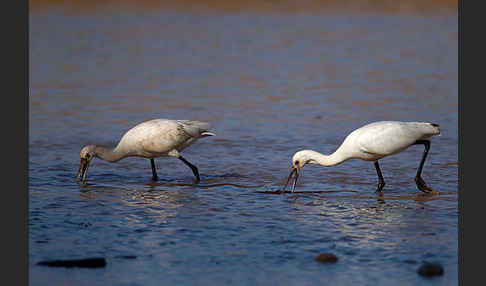 Löffler (Platalea leucorodia)