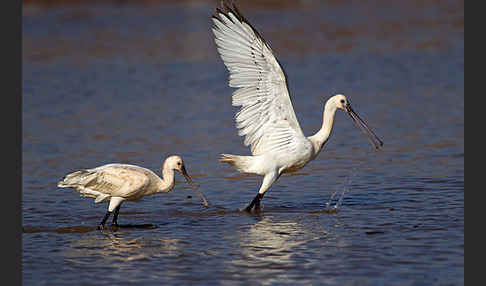 Löffler (Platalea leucorodia)