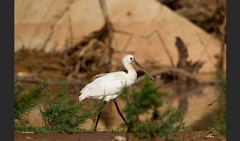 Löffler (Platalea leucorodia)