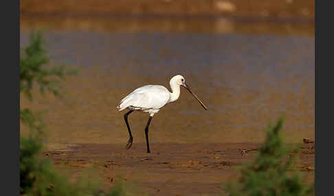 Löffler (Platalea leucorodia)