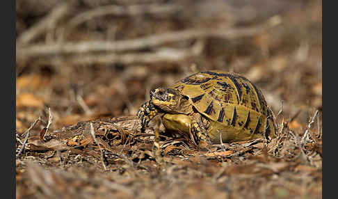 Maurische Landschildkröte (Testudo graeca)