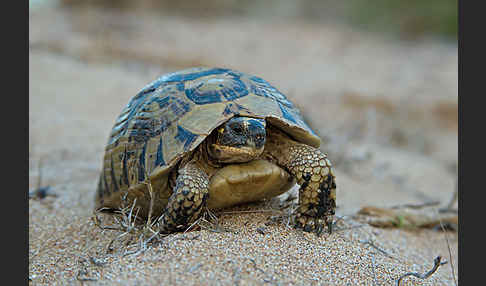 Maurische Landschildkröte (Testudo graeca)