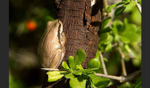 Mittelmeerlaubfrosch (Hyla meridionalis)