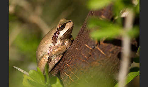 Mittelmeerlaubfrosch (Hyla meridionalis)