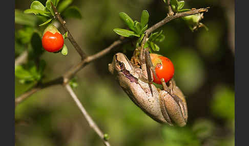 Mittelmeerlaubfrosch (Hyla meridionalis)