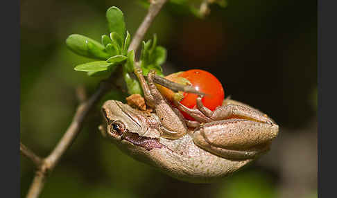 Mittelmeerlaubfrosch (Hyla meridionalis)