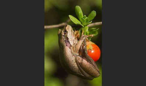 Mittelmeerlaubfrosch (Hyla meridionalis)