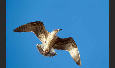 Mittelmeermöwe (Larus michahellis)