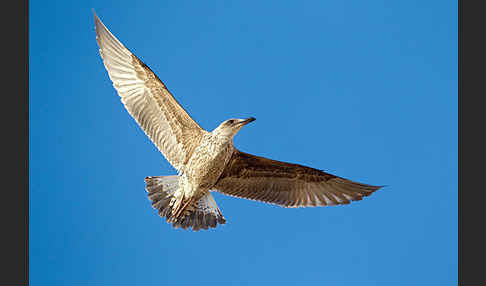 Mittelmeermöwe (Larus michahellis)