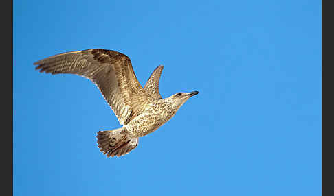 Mittelmeermöwe (Larus michahellis)