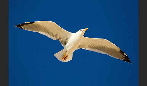 Mittelmeermöwe (Larus michahellis)