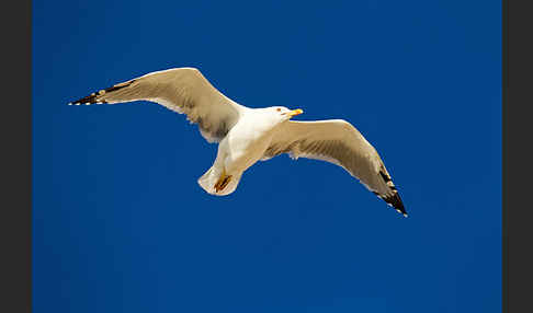 Mittelmeermöwe (Larus michahellis)