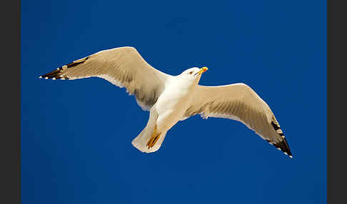 Mittelmeermöwe (Larus michahellis)