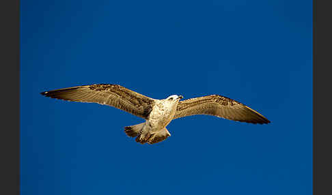 Mittelmeermöwe (Larus michahellis)