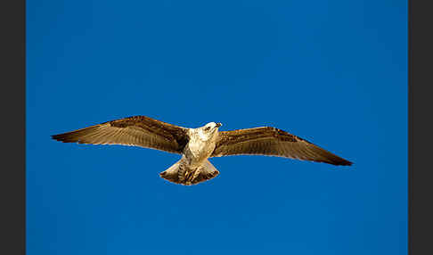 Mittelmeermöwe (Larus michahellis)