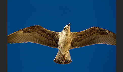 Mittelmeermöwe (Larus michahellis)