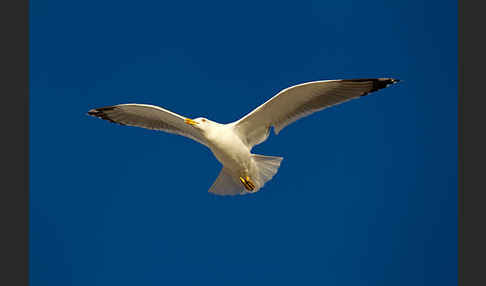 Mittelmeermöwe (Larus michahellis)