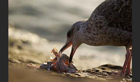 Mittelmeermöwe (Larus michahellis)