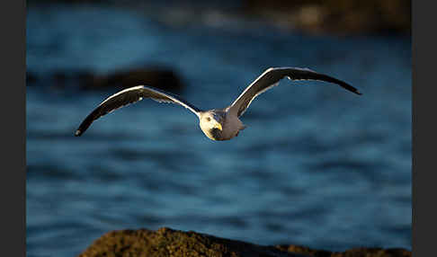 Mittelmeermöwe (Larus michahellis)