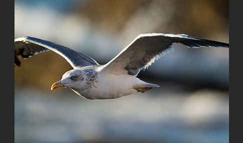 Mittelmeermöwe (Larus michahellis)