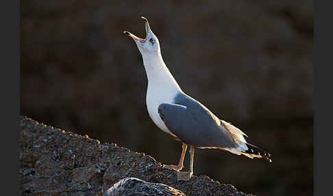 Mittelmeermöwe (Larus michahellis)