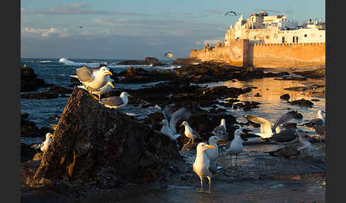 Mittelmeermöwe (Larus michahellis)