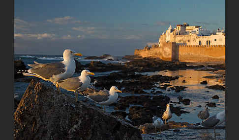 Mittelmeermöwe (Larus michahellis)