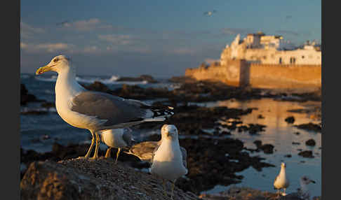 Mittelmeermöwe (Larus michahellis)