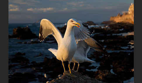 Mittelmeermöwe (Larus michahellis)