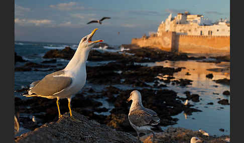 Mittelmeermöwe (Larus michahellis)