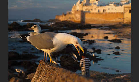 Mittelmeermöwe (Larus michahellis)