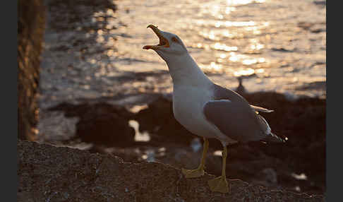 Mittelmeermöwe (Larus michahellis)