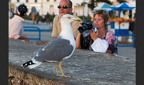 Mittelmeermöwe (Larus michahellis)