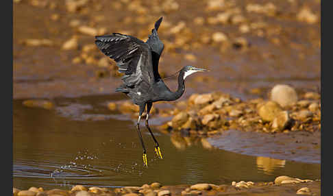 Küstenreiher (Egretta gularis gularis)