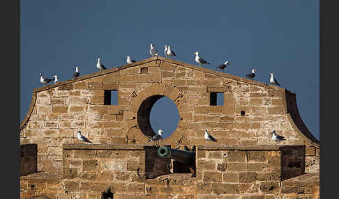 Mittelmeermöwe (Larus michahellis)