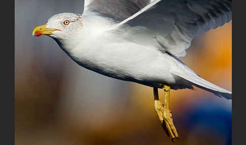 Mittelmeermöwe (Larus michahellis)