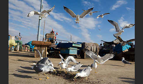 Mittelmeermöwe (Larus michahellis)