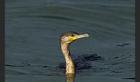 Kormoran (Phalacrocorax carbo)