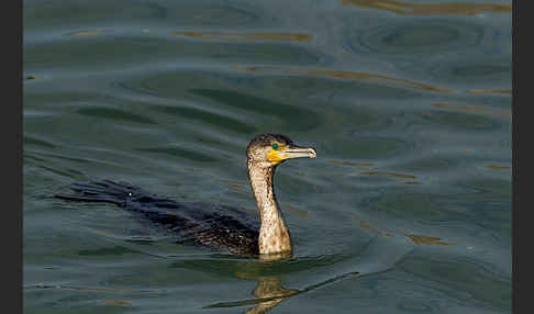 Kormoran (Phalacrocorax carbo)