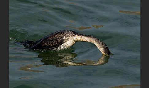 Kormoran (Phalacrocorax carbo)