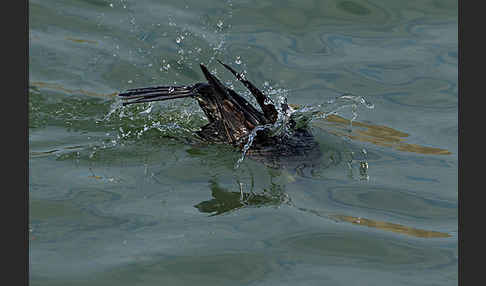 Kormoran (Phalacrocorax carbo)