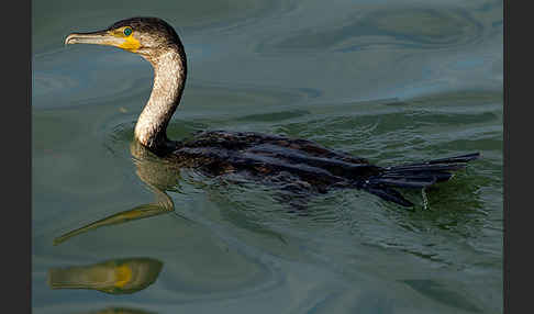 Kormoran (Phalacrocorax carbo)