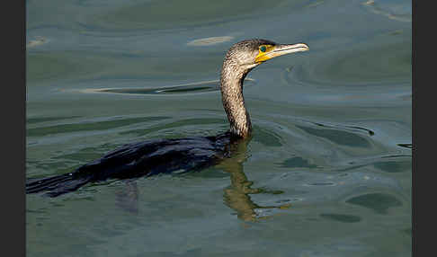 Kormoran (Phalacrocorax carbo)