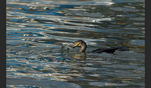 Kormoran (Phalacrocorax carbo)