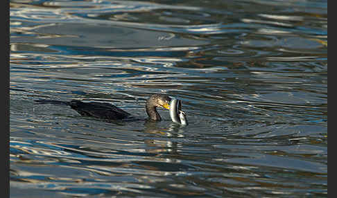 Kormoran (Phalacrocorax carbo)