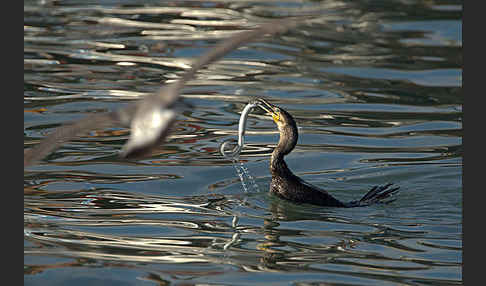 Kormoran (Phalacrocorax carbo)