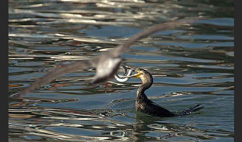 Kormoran (Phalacrocorax carbo)