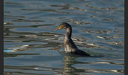 Kormoran (Phalacrocorax carbo)