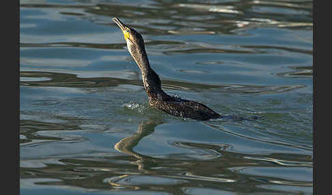 Kormoran (Phalacrocorax carbo)